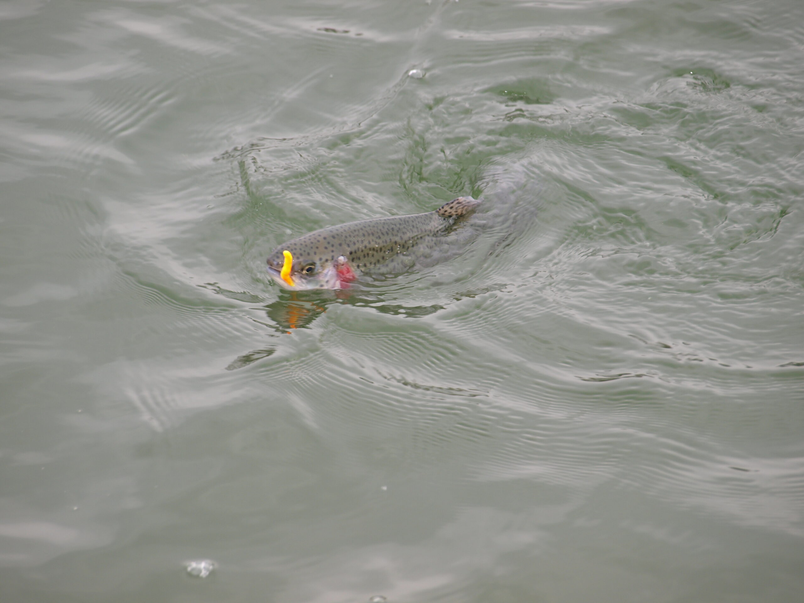 Forellen beißen im Winter anders – warum viele Angler das missverstehen