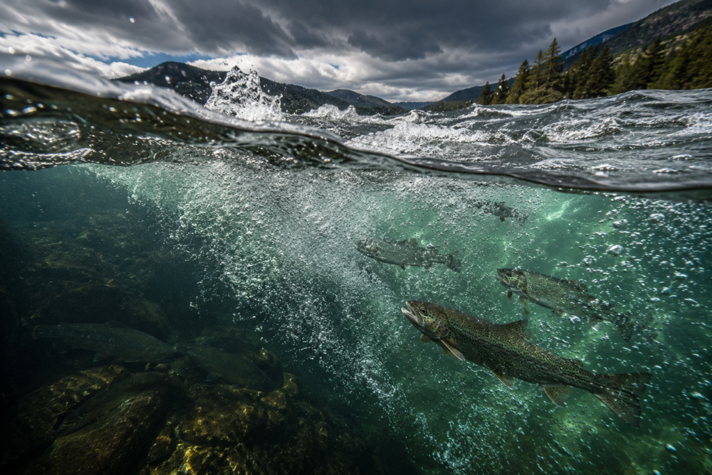 Unterwasser-Ansicht Forellensee – Blasenvorhang durch Wellengang erhöht den Sauerstoffgehalt, aktive Forellen in der sauerstoffreichen Wellenzone